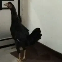 جوجه مرغ و خروس