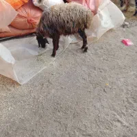 میش جوان ابستن