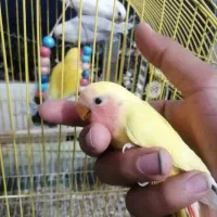 جوجه کوتوله|پرنده|فسا, |دیوار