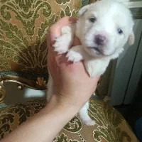 واگذاری سگ اشتپیز