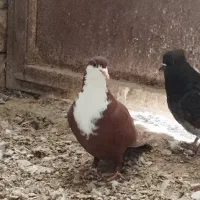 ۴عدد کبوتر فروشی