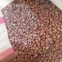 لوبیا چیتی