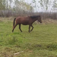 نریان ۵سال جوان جنگی وگله دار