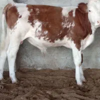 گوساله اصل سیمنتلل نرقرمز|حیوانات مزرعه|سنگدوین, |دیوار