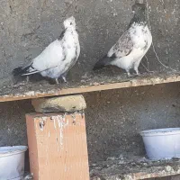 کبوتر|پرنده|سیمین شهر, |دیوار