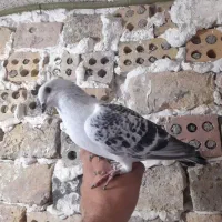 پرنده
