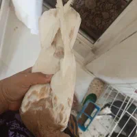 کبوتر کله زرد|پرنده|اهواز, کوروش|دیوار