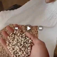 لوبیا چشم بلبلی