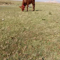 دو عدد گوساله ماده|حیوانات مزرعه|خوی, |دیوار