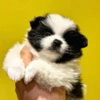 سگ شیرانین عروسکی