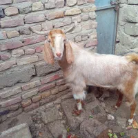دوتا پاچن دو قلو
