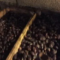 خرما فرسی و یوزی