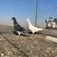 هفت رنگ خطی|پرنده|اقبالیه, |دیوار