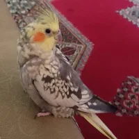 عروس هلندی گمشده