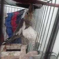 معاوضه با فروش عروس ماده