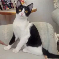 گربه بازیگوش و مهربون