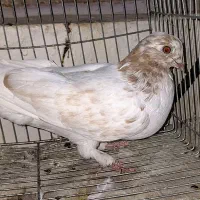 کفتر پرشی اصیل کاشان|پرنده|کاشان, قطب راوندی|دیوار