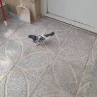 کبوتر|پرنده|حبیب آباد, |دیوار