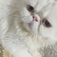 گربه پرشین اصل