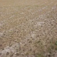 زمین-در-تاج-خاتون