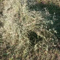 فروش یونجه خالص