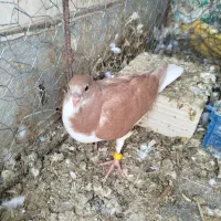 فروش جوجه کبوتر