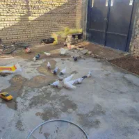 کفتر شازده|پرنده|نورآباد, |دیوار