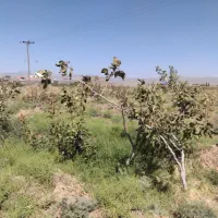 2600-متر-باغ-پسته-حاشیه-اصلی-زید-اباد-3-نبش