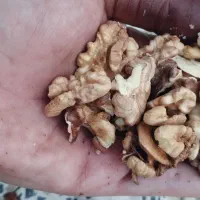 گردو محلی معاوضه با برنج|خوردنی و آشامیدنی|نورآباد ممسنی, |دیوار