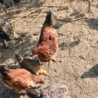 غاز ،مرغ و خروس|حیوانات مزرعه|رودسر, |دیوار