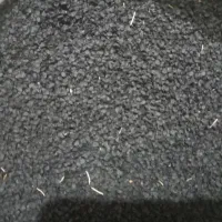 پیاز دستگیری مینروا
