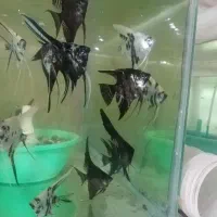 فروش عمده و خرده ماهی آکواریومی|ماهی|قائم‌شهر, |دیوار
