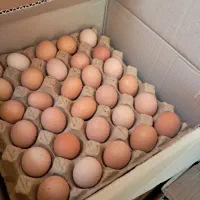 فروش تخم مرغ بومی وانواع نژادها،ووزنها فقط تماس|خوردنی و آشامیدنی|اصفهان, عاشق‌آباد|دیوار
