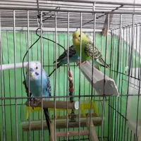 مرغ عشق|پرنده|آستانه اشرفیه, |دیوار