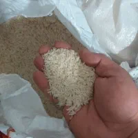 برنج طارم هاشمی گیلان|خوردنی و آشامیدنی|اصفهان, لاله|دیوار