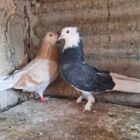 کفتر  ی جفت زرد و شازده|پرنده|ری, ولی آباد|دیوار