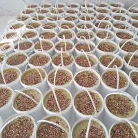 معجون ارده پسته