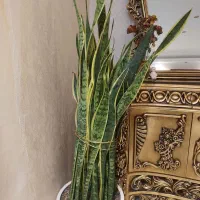 سانسوریا حجیم و پر،دیفن باخیا