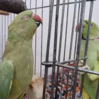 جفت ملنگو