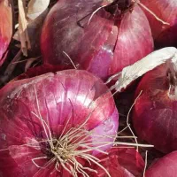 بذر پیاز قرمز درجه یک|گل و گیاه طبیعی|داران, |دیوار