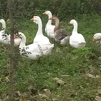 انواع قو غاز|حیوانات مزرعه|سیاهکل, |دیوار