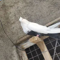 نر و ماده دمی