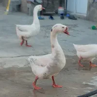 ۲عدد غو غاز