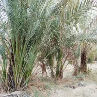 بچه نخل ...دمیت|گل و گیاه طبیعی|برازجان, |دیوار