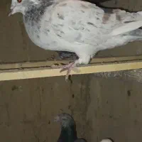 پلاکی تهرانی مسافتی آلمانی|پرنده|شریف‌آباد, |دیوار