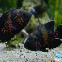 دو عدد اوسکار هر کدوم ۲۰ سانت هستش
