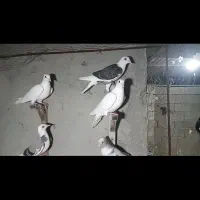 جوجه پلاکی