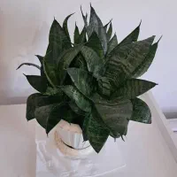 گل سانسوریا