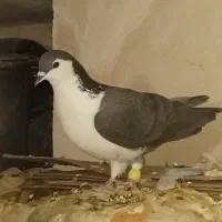 ساده و اصلی|پرنده|نیشابور, هفده شهریور|دیوار