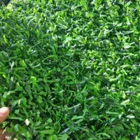 دفتر فروش دنیای چمن|مصالح و تجهیزات ساختمان|بوشهر, |دیوار